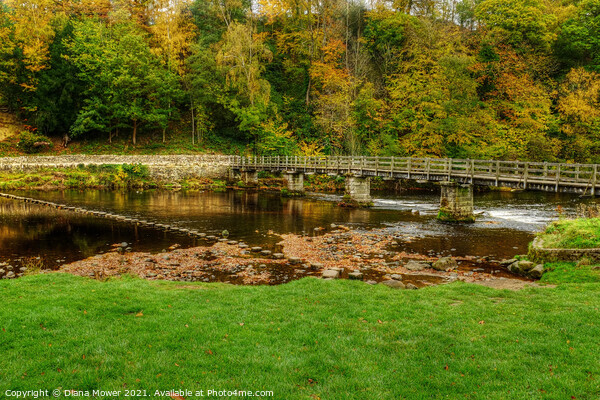 Stepping Stones and bridge at Bolton Abbey Picture Board by Diana Mower