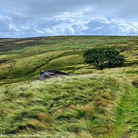 Buy canvas prints of Top Withens ruins Haworth Moor Yorkshire Dales  by Diana Mower