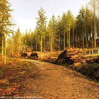 Buy canvas prints of Forest of Dean Trail by Diana Mower