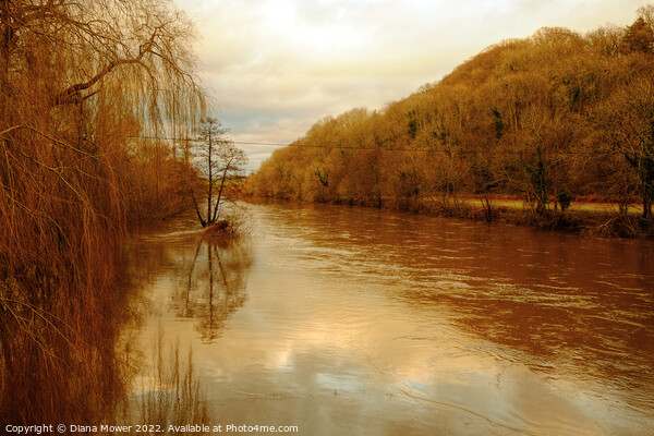 The river Wye in flood  Picture Board by Diana Mower