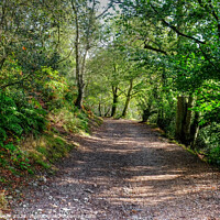 Buy canvas prints of The Wrekin woods Shropshire by Diana Mower