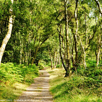 Buy canvas prints of Cannock Chase Woodland Path by Diana Mower