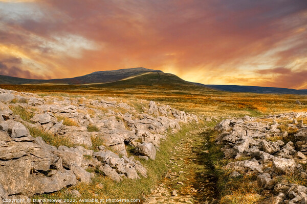 Evening light over Whernside  Picture Board by Diana Mower