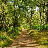 Buy canvas prints of Cannock Chase in Summer by Diana Mower