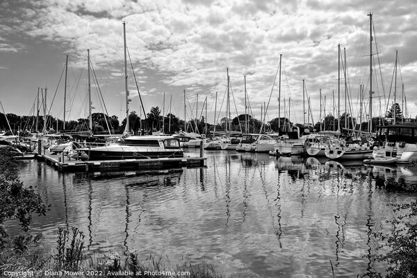 Chichester Marina West Sussex  Monochrome Picture Board by Diana Mower