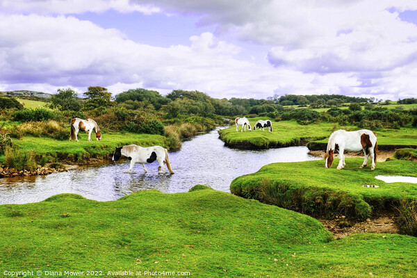 Bodmin Moor Ponies Picture Board by Diana Mower
