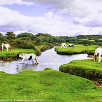 Buy canvas prints of Bodmin Moor Ponies by Diana Mower