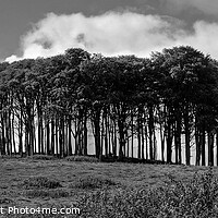 Buy canvas prints of The Nearly Home Trees, coming home trees Panoramic by Diana Mower