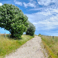 Buy canvas prints of The Trundle Walk by Diana Mower