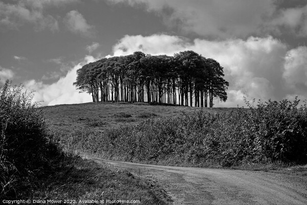  Nearly Home trees monochrome Picture Board by Diana Mower