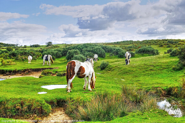 Ponies on Bodmin Moor Picture Board by Diana Mower