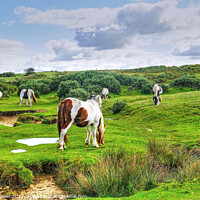 Buy canvas prints of Ponies on Bodmin Moor by Diana Mower