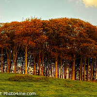 Buy canvas prints of   Nearly Home Trees, coming home trees Sunset Pano by Diana Mower