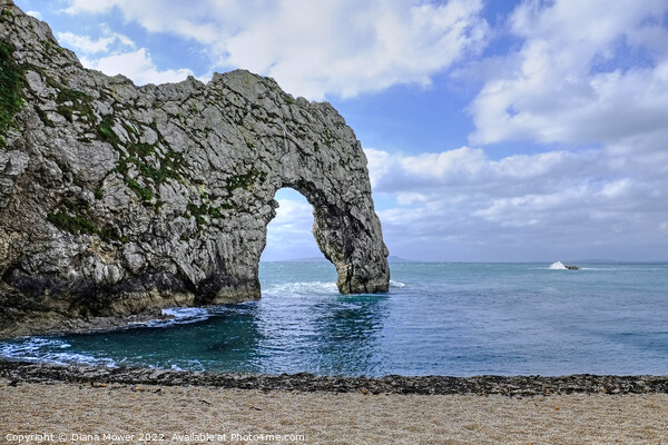 Durdle Door Arch Dorset  Picture Board by Diana Mower