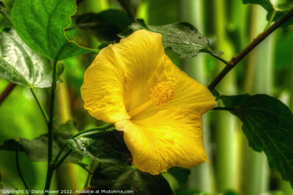 Yellow Hibiscus Picture Board by Diana Mower