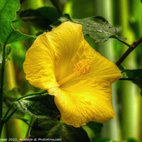 Buy canvas prints of Yellow Hibiscus by Diana Mower