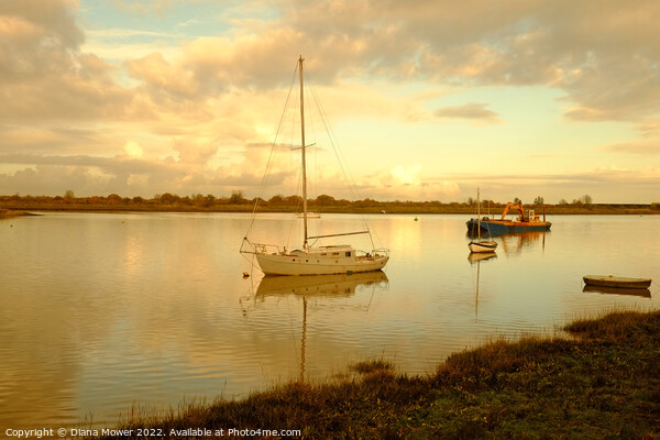 Maldon Blackwater Golden hour  Picture Board by Diana Mower