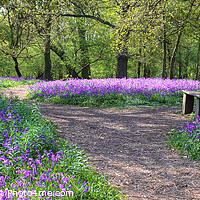 Buy canvas prints of  Bluebell Wood Wide Panoramic by Diana Mower