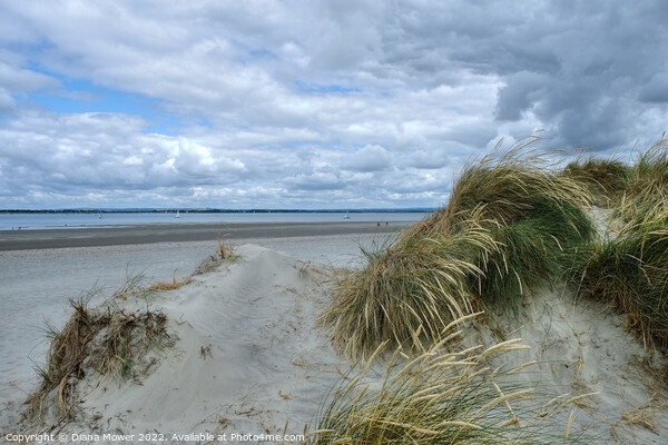 West Wittering beach and sand Dunes  Picture Board by Diana Mower