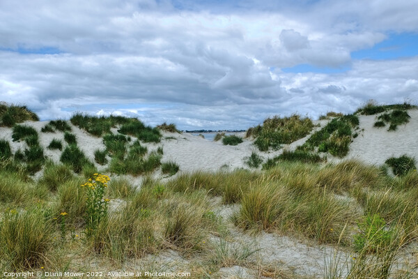 West Wittering sand Dunes  Picture Board by Diana Mower