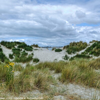 Buy canvas prints of West Wittering sand Dunes  by Diana Mower