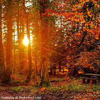 Buy canvas prints of Forest of Dean Sunset Through the Trees Panoramic by Diana Mower