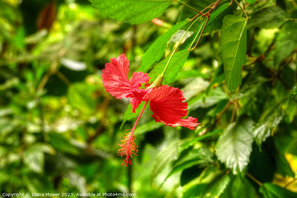 Red Hibiscus Flower Picture Board by Diana Mower