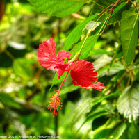 Buy canvas prints of Red Hibiscus Flower by Diana Mower