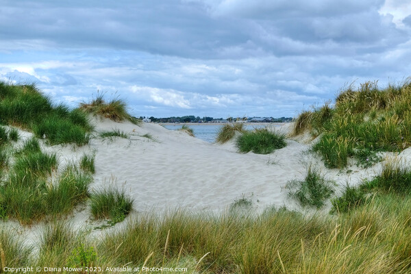 West Wittering Sand Dunes Sussex  Picture Board by Diana Mower