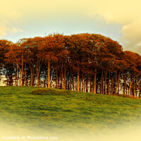 Buy canvas prints of   Nearly Home Trees  Golden Hour by Diana Mower
