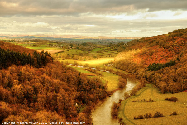  Symonds Yat  Golden Hour Picture Board by Diana Mower