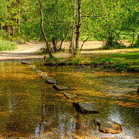Buy canvas prints of Cannock Chase Stepping Stones by Diana Mower