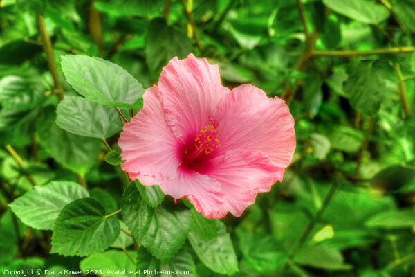 Pretty Pink Hibiscus  Picture Board by Diana Mower