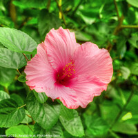 Buy canvas prints of Pretty Pink Hibiscus  by Diana Mower