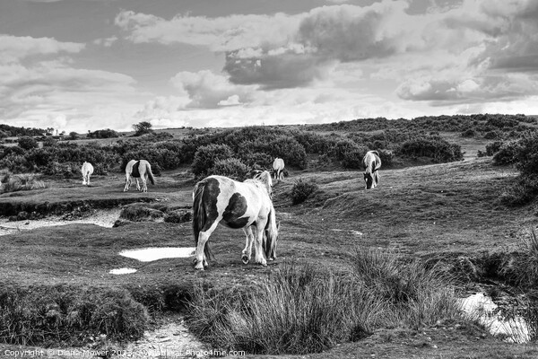 Bodmin Moor Ponies Monochrome Picture Board by Diana Mower