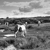 Buy canvas prints of Bodmin Moor Ponies Monochrome by Diana Mower