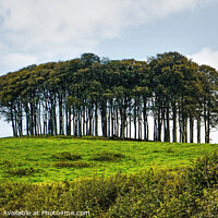 Buy canvas prints of The Nearly Home Trees, coming home trees panoramic by Diana Mower