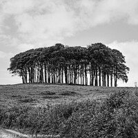 Buy canvas prints of The Welcome Home or Nearly  trees monochrome by Diana Mower