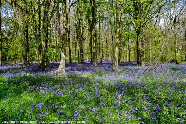 Bluebells in Ancient Woodlands Picture Board by Diana Mower