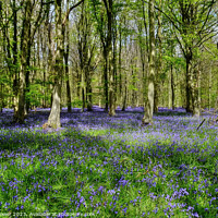 Buy canvas prints of Bluebells in Ancient Woodlands by Diana Mower