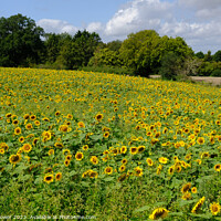 Buy canvas prints of Sunflower Field  by Diana Mower