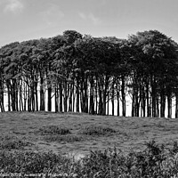 Buy canvas prints of The Nearly Home trees monochrome by Diana Mower