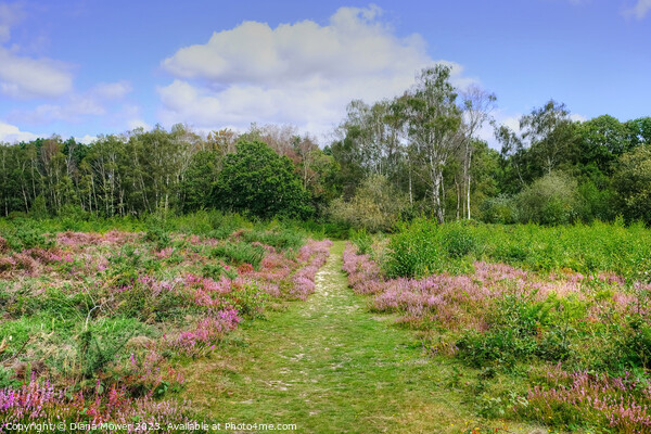 Tiptree Heath Heather Pathway Picture Board by Diana Mower