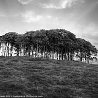 Buy canvas prints of The Nearly Home trees Black and White by Diana Mower