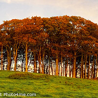 Buy canvas prints of Nearly Home Trees Sunset Panoramic by Diana Mower