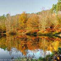 Buy canvas prints of Cannock Chase Autumn by Diana Mower