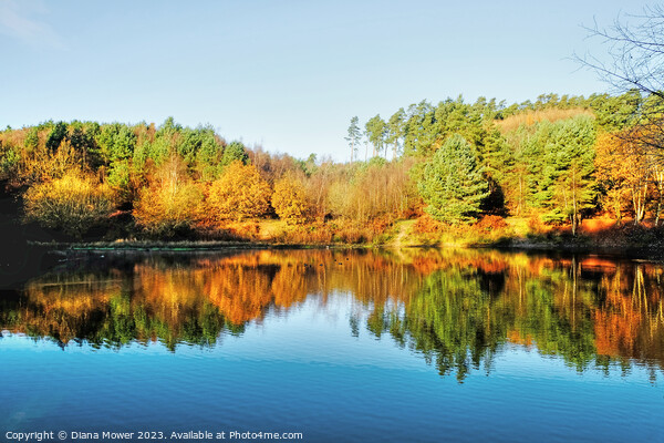 Cannock Chase Autumn Reflections Picture Board by Diana Mower