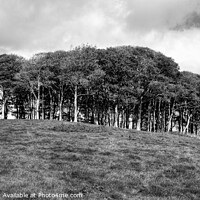 Buy canvas prints of The Nearly Home trees Panoramic by Diana Mower