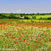 Buy canvas prints of Poppy Field Panoramic by Diana Mower