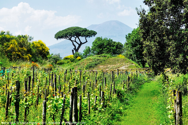 Pompeii Vineyard Italy Picture Board by Diana Mower
